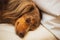 Dachshund Dog Sleeping on a Comfortable Bed Close Up