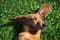 Dachshund dog sleeps on the grass in the sunny day. Happy dachshund dog enjoying the sunshine in the park.