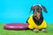 Dachshund dog in sportswear, wristbands on paws and sweatband on head lying next to silicone hemisphere to train balance