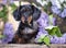 Dachshund dog and spring flowers