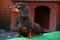 Dachshund Dog Spring season Garden