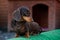 Dachshund Dog Spring season Garden