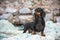 The dachshund dog stands on the stone mountains and looks proudly from a height