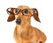 Dachshund dog wear glasses