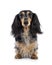 Dachshund dog on white background