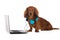 Dachshund dog working on a laptop