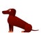 Dachshund doggy icon, cartoon style