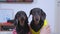 Dachshund dogs look at camera sitting near owner bare foot