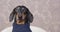 Dachshund dressed in knitted sweater looks around and barks