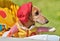 Dachshund dressed up in a carnival costume