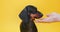 Dachshund eats food from owner palms at yellow studio wall