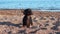 Dachshund enjoys walking on sea pebble beach at sunlight