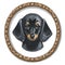 Dachshund face. Dog portrait muzzle head. Dog breed. Digital illustration