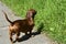 Dachshund. Funny brown dachshund dog walks in the park outdoors. Walking purebred dogs in summer on a sunny day