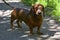 Dachshund. A funny brown dog walks in the park outdoors. Walking purebred dogs in summer on a sunny day