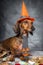 Dachshund funny dog dressed for halloween