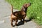 Dachshund. Funny red-haired dachshund dog walks in the park in the fresh air. Walking purebred dogs in summer on a sunny day