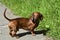 Dachshund. Funny red-haired dachshund dog walks in the park in the fresh air. Walking thoroughbred dogs in the summer