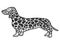 Dachshund of giraffe coat. Sketch scratch board imitation. Black and white.