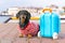 Dachshund in is going on vacation. Puppy is sitting on embankment next to a plastic bag on wheels for traveling. Pet is