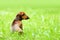 Dachshund on grass