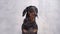 Dachshund with hard muzzle around his neck looks around on gray background