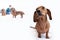 Dachshund home closeup portrait indoor cute love people