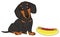 Dachshund and hot dog