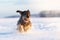 Dachshund hound dog in freezy winter time