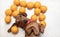 Dachshund hunting dog, arching its back, lies among ripe yellow oranges on a wooden textured floor with a surprised look