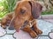 Dachshund - hunting dog breed, characterized by short legs. Dachshund - the oldest breed of burrow dogs