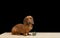Dachshund hunting dog sits with a wicker multi-colored ball on a black background.