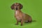 Dachshund isolated on a colored background