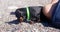 Dachshund lies on pebble beach and explores environment