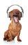 Dachshund listen music