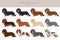 Dachshund long haired clipart. Different poses, coat colors set
