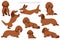 Dachshund long haired clipart. Different poses, coat colors set