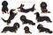 Dachshund long haired clipart. Different poses, coat colors set