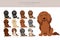 Dachshund long haired clipart. Different poses, coat colors set