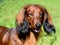 Dachshund long-haired portrait.