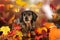 Dachshund lying in autumn leaves