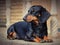 Dachshund lying on the porch