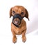 Dachshund in muzzle