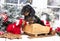 Dachshund, New Year`s puppy, Christmas dog, christmas dachshunds