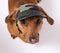 Dachshund in peaked cap