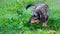 A dachshund with a plant