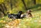 Dachshund playing with a stick