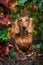 Dachshund portrait outdoor