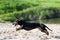 Dachshund portrait in summer