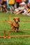 Dachshund Prepares to Leap Over Hurdle Spectators Behind